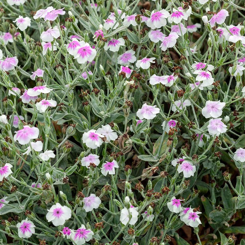 Lychnis coronaria Angel's Blush (Oculata) (Plant habit)
