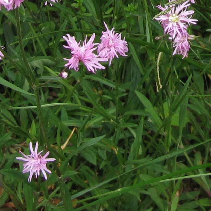Lychnis flos cuculi Jenny - Oeillet des prés rose  (Foliage)