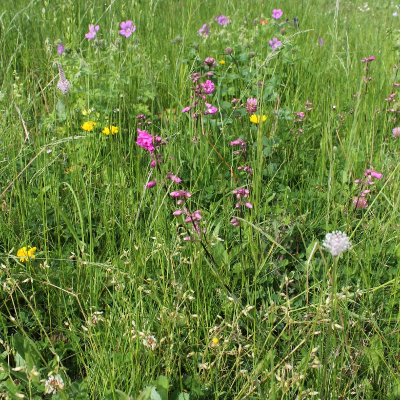 Lychnis viscaria Plena - Attrape-mouches à fleurs doubles (Plant habit)