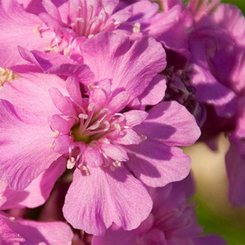 Lychnis viscaria Splendens - Attrape-mouches (Flowering)