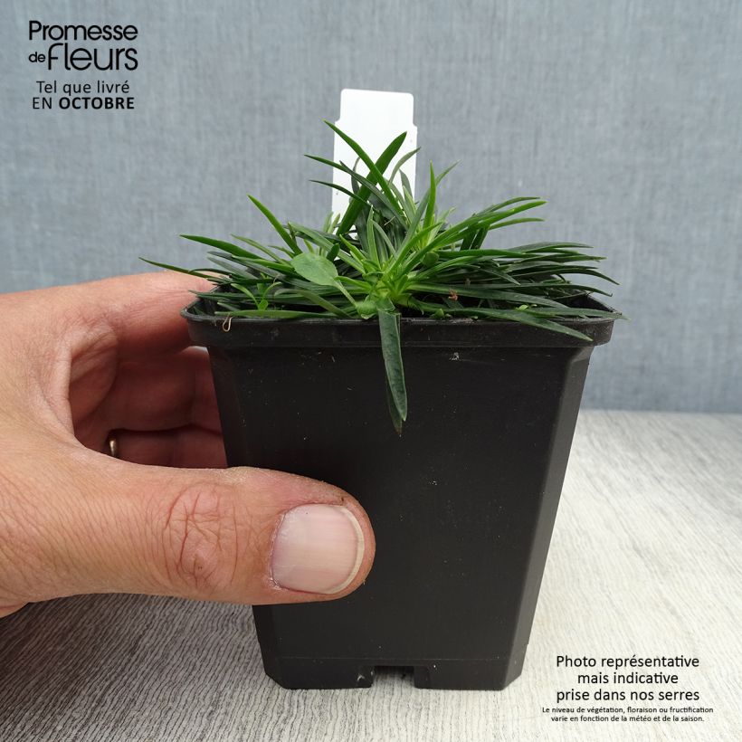 Example of Lychnis viscaria Splendens - Attrape-mouches Godet de 8/9 cm as you get in automne