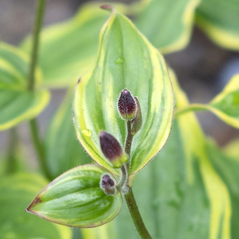 Lys orchidée - Tricyrtis formosana Autumn Glow (Foliage)