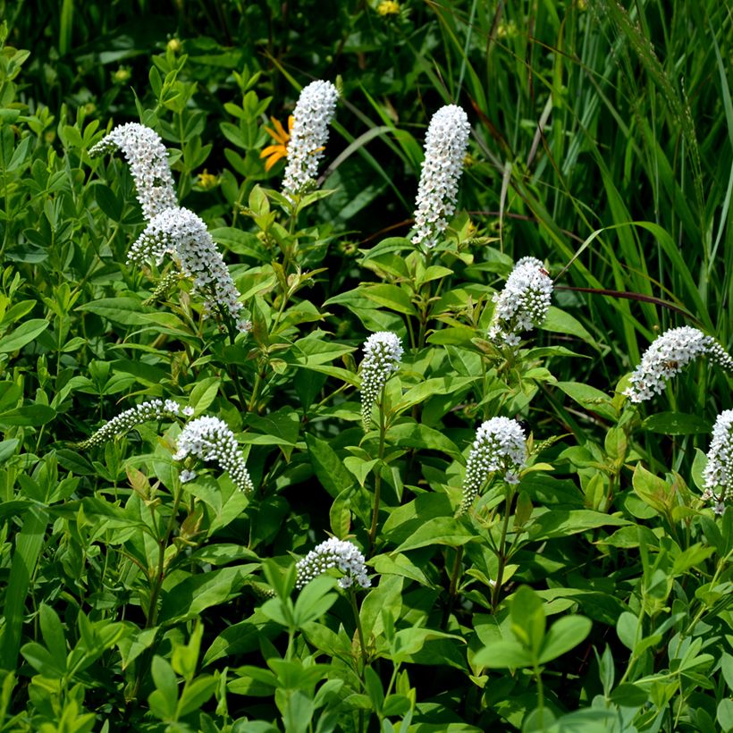 Lysimachia clethroïdes - Lysimaque de chine (Plant habit)