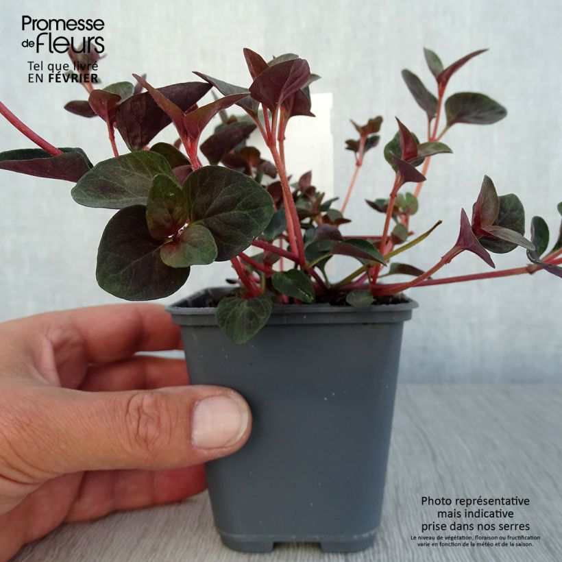 Example of Lysimachia congestiflora - Lysimache  Godet de 8/9 cm as you get in automne