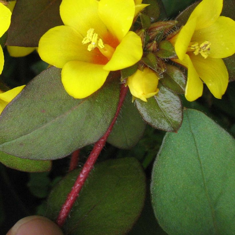 Lysimachia congestiflora - Lysimache  (Foliage)