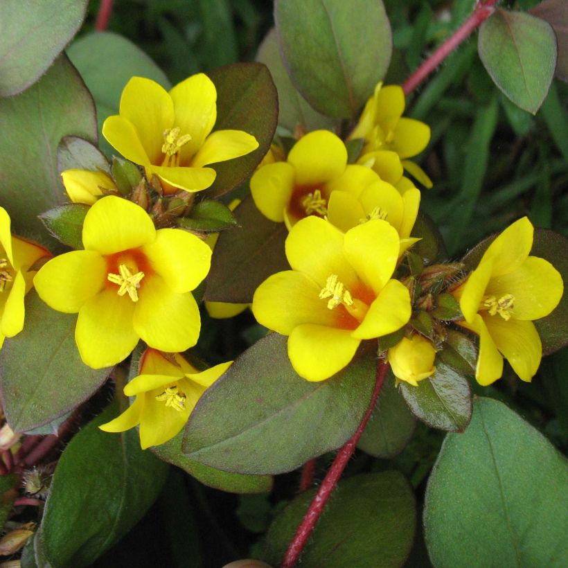 Lysimachia congestiflora - Lysimache  (Flowering)