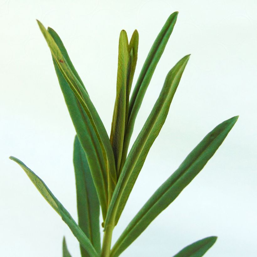 Lysimachia ephemerum - Lysimaque ephémère (Foliage)