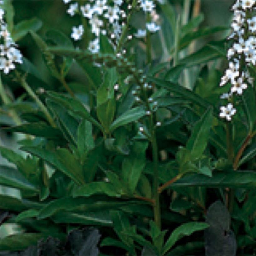 Lysimachia fortunei - Lysimaque (Foliage)