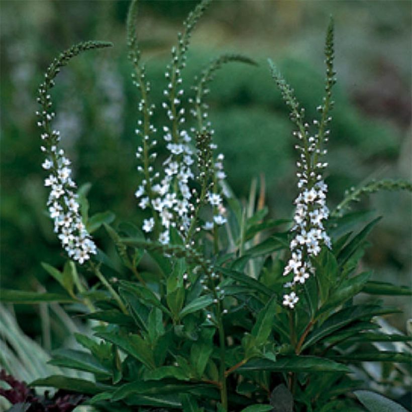 Lysimachia fortunei - Lysimaque (Flowering)