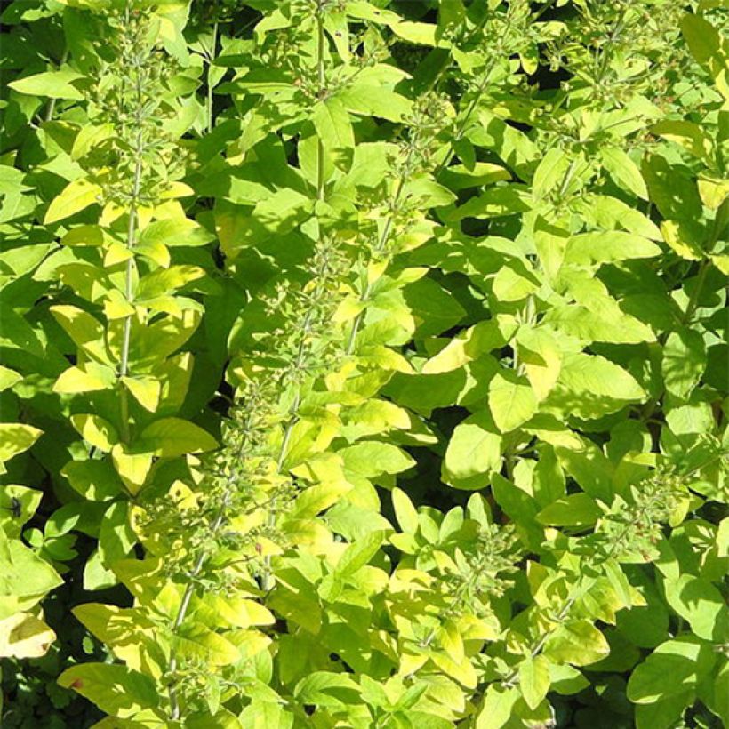 Lysimachia lichiangensis, Lysimaque (Foliage)