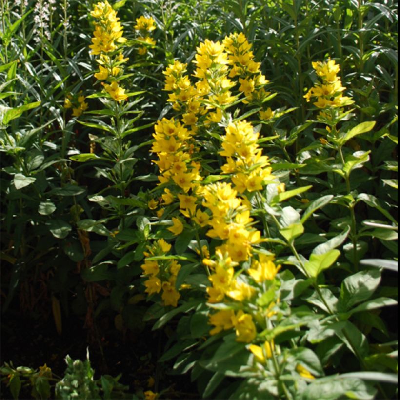 Lysimachia lichiangensis, Lysimaque (Flowering)