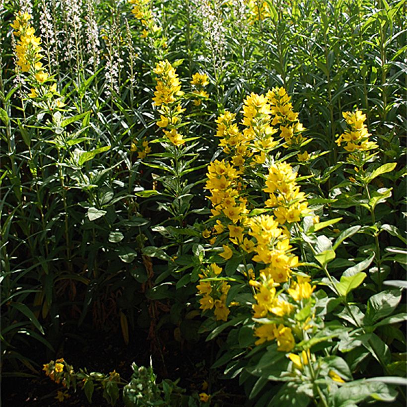 Lysimachia lichiangensis, Lysimaque (Plant habit)