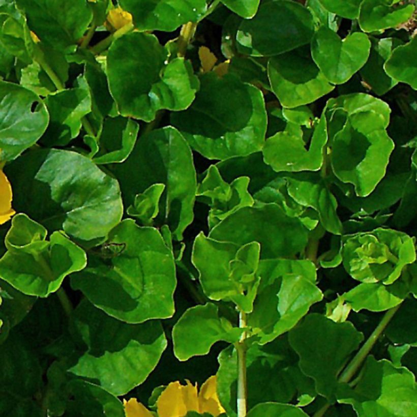 Lysimachia nummularia - Herbe aux écus (Foliage)