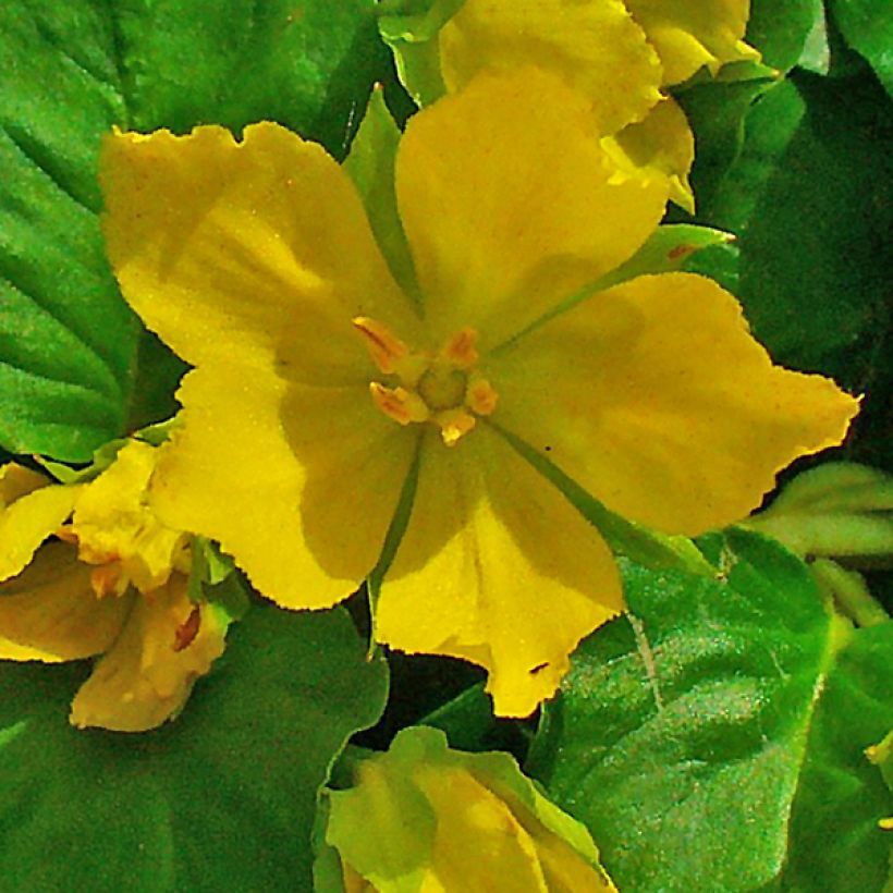 Lysimachia nummularia - Herbe aux écus (Flowering)