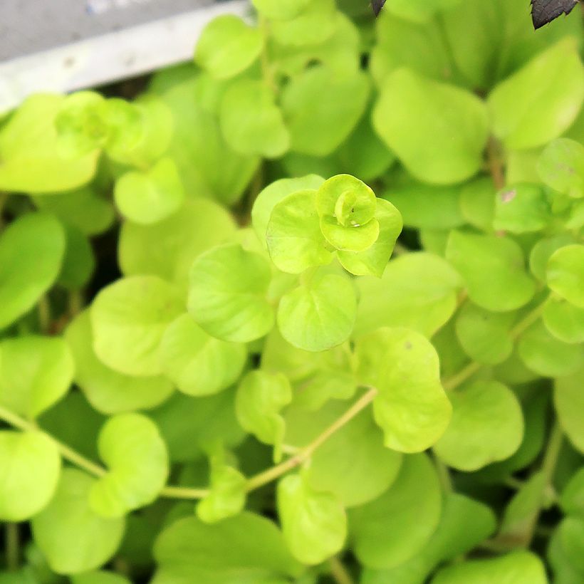 Lysimachia nummularia Goldilocks - Herbe aux écus (Foliage)