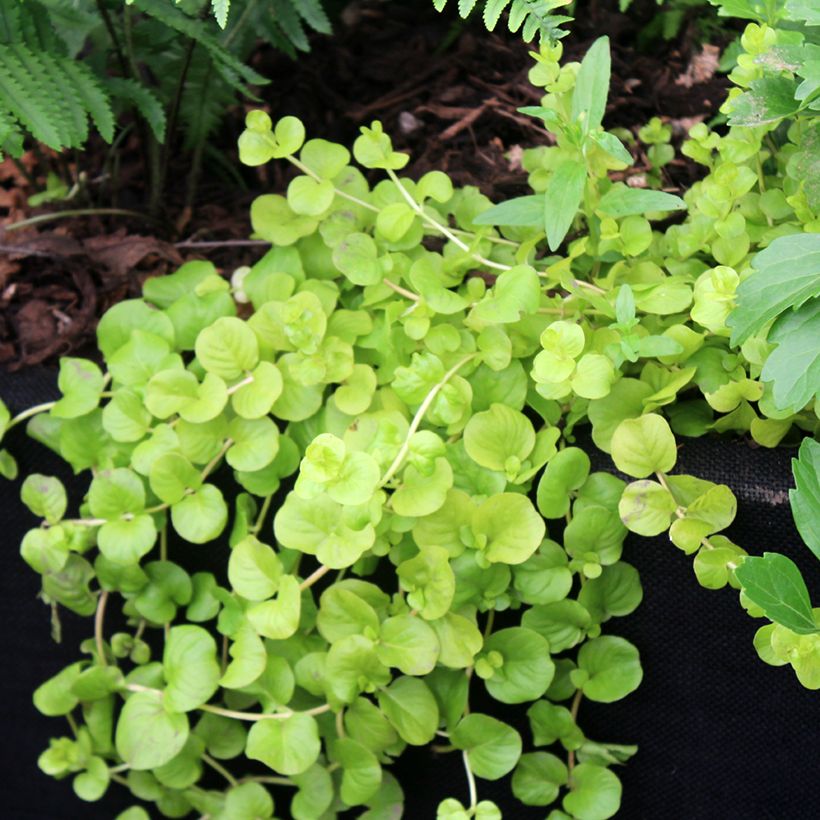 Lysimachia nummularia Goldilocks - Herbe aux écus (Plant habit)