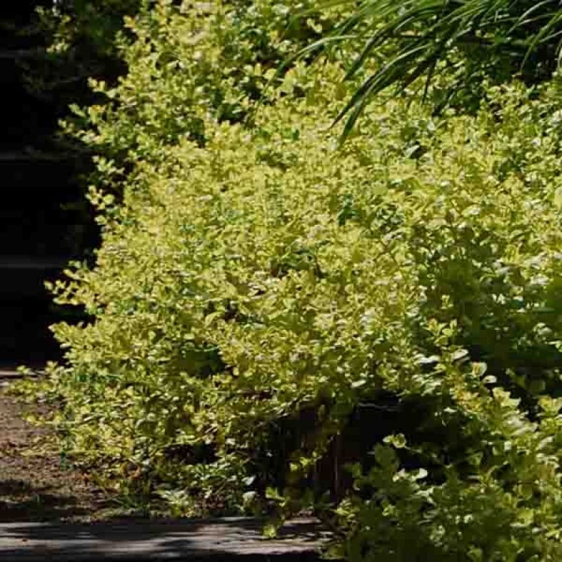 Lysimachia nummularia aurea (Plant habit)