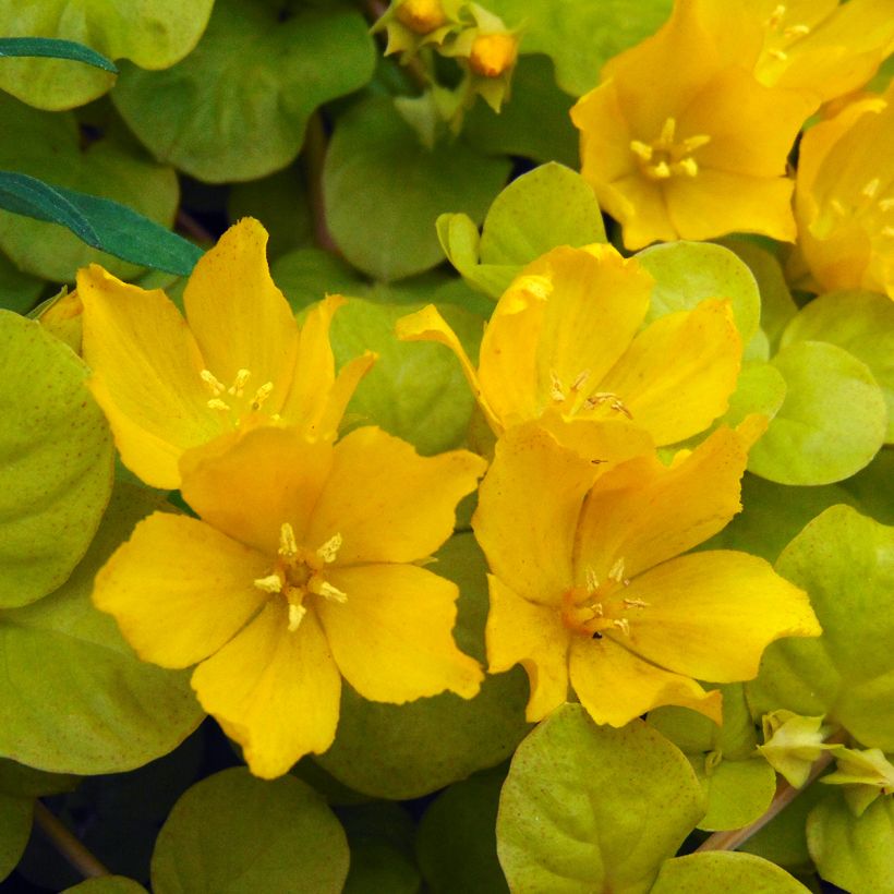Lysimachia nummularia aurea (Flowering)