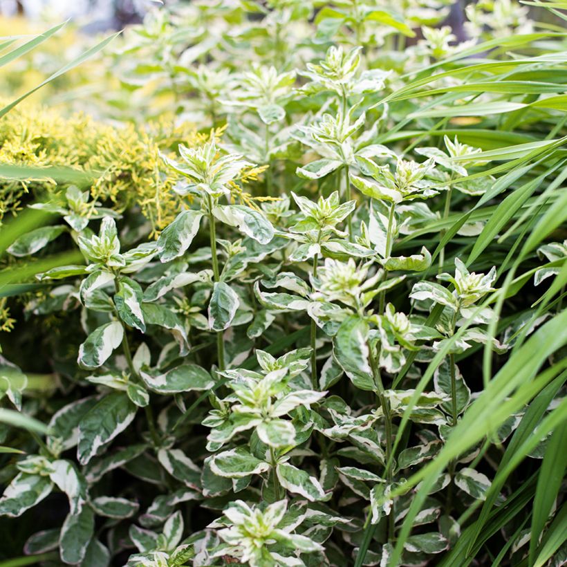 Lysimachia punctata Alexander - Lysimaque panachée (Plant habit)