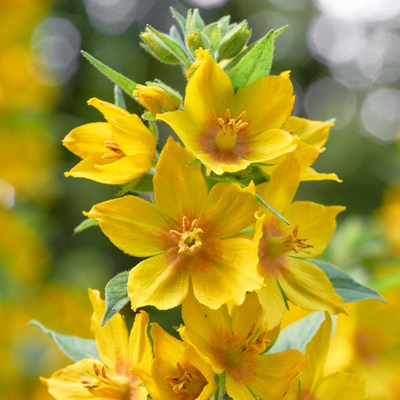Lysimachia vulgaris - Lysimaque commune  (Flowering)