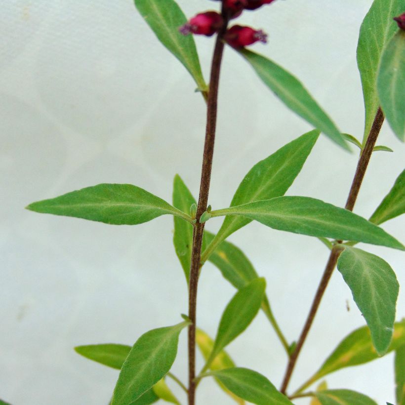 Lysimaque pourpre - Lysimachia atropurpurea Beaujolais (Foliage)