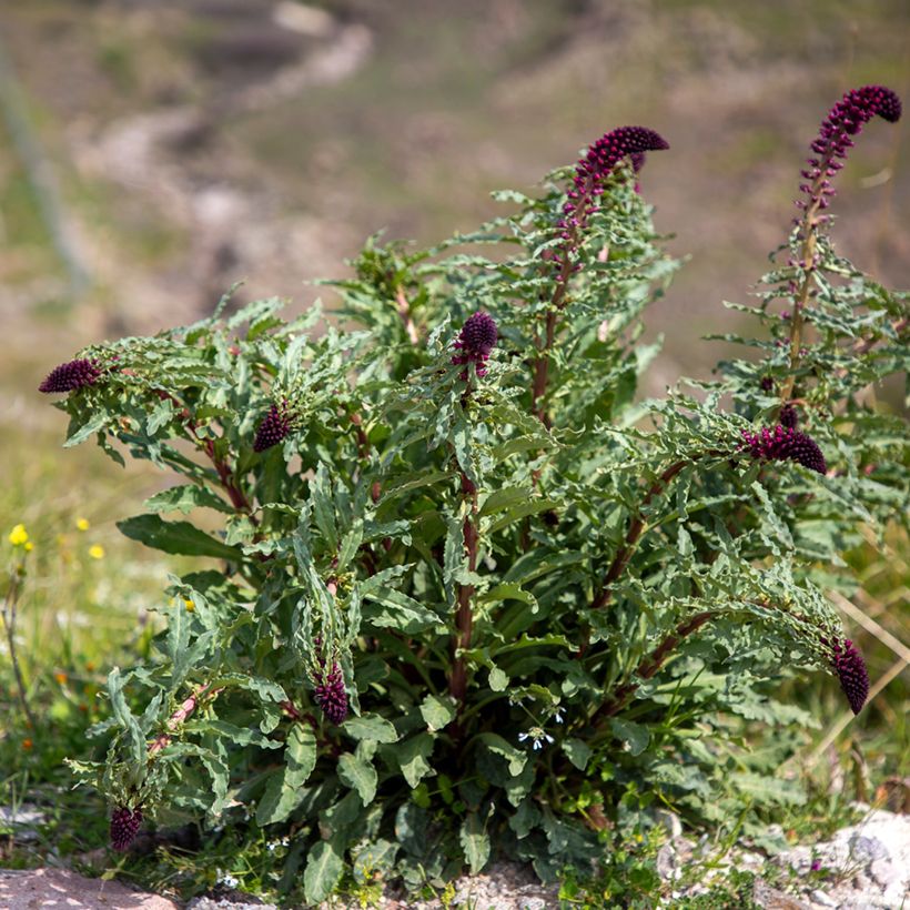 Lysimaque pourpre - Lysimachia atropurpurea Beaujolais (Plant habit)