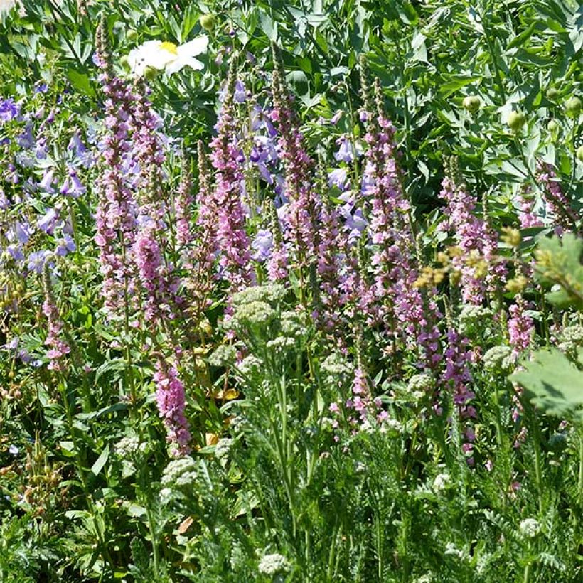Lythrum salicaria Blush - Salicaire commune (Plant habit)