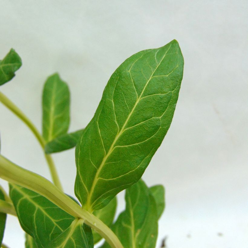 Lythrum salicaria Blush - Salicaire commune (Foliage)