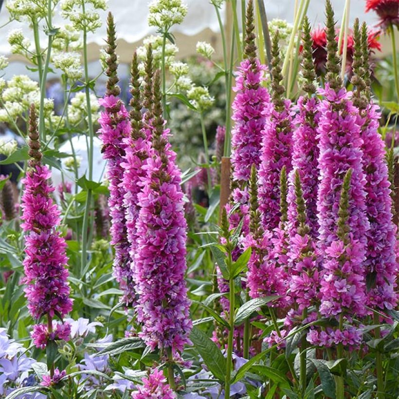 Lythrum salicaria Robert - Salicaire commune (Flowering)