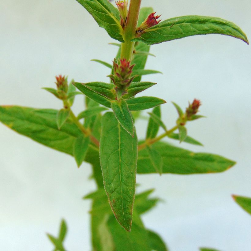 Lythrum salicaria Robert - Salicaire commune (Foliage)