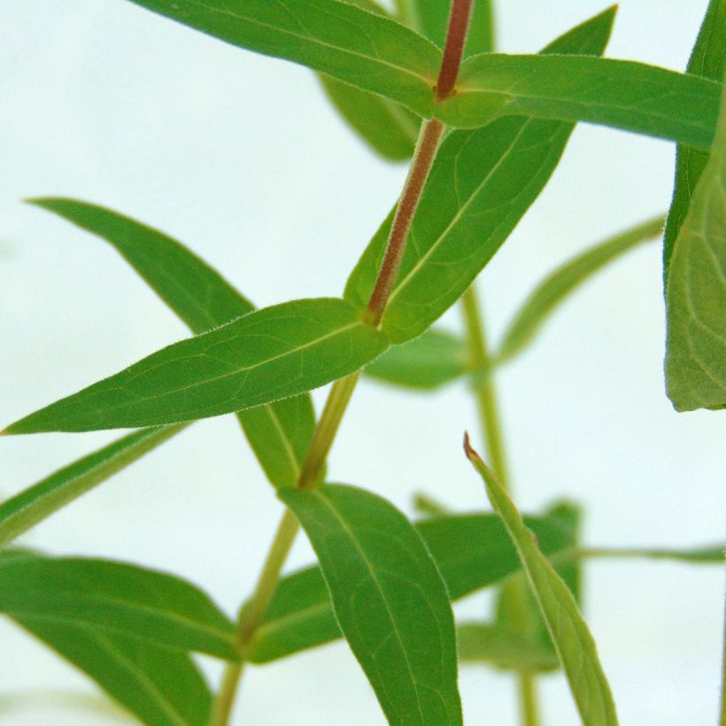 Lythrum salicaria - Salicaire (Foliage)