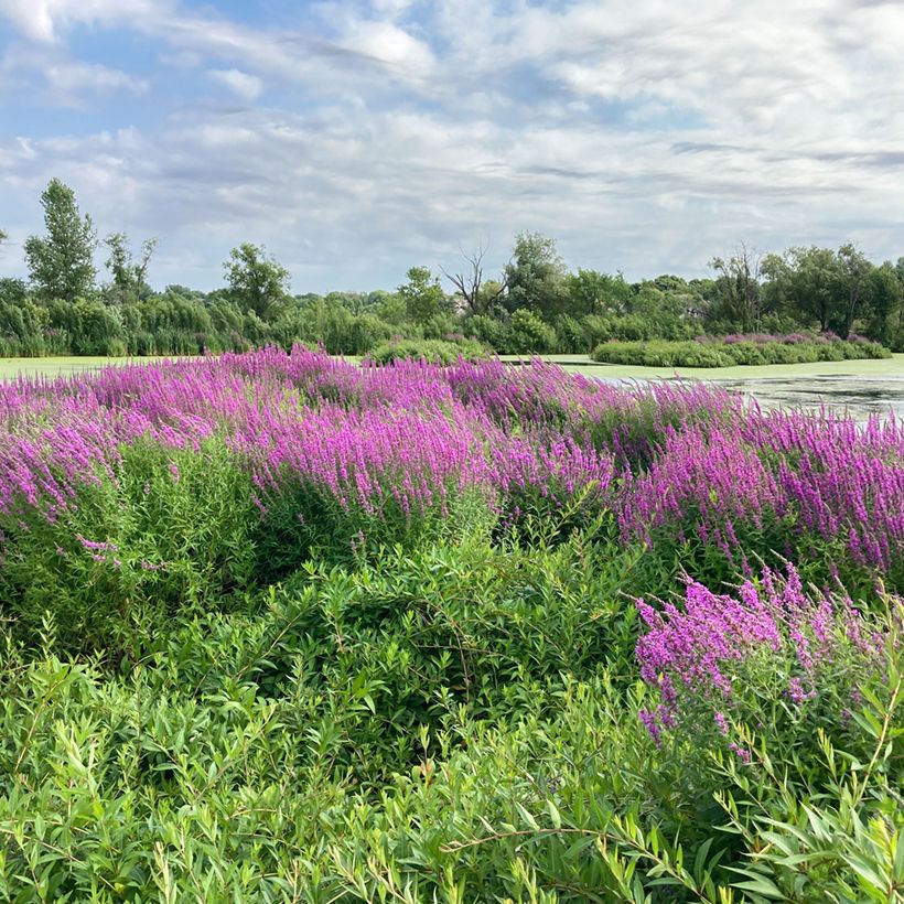 Lythrum salicaria - Salicaire (Plant habit)