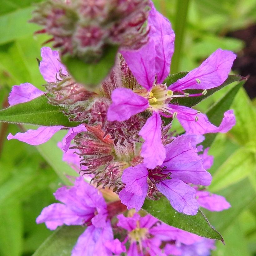 Lythrum salicaria Swirl - Salicaire commune Swirl (Flowering)
