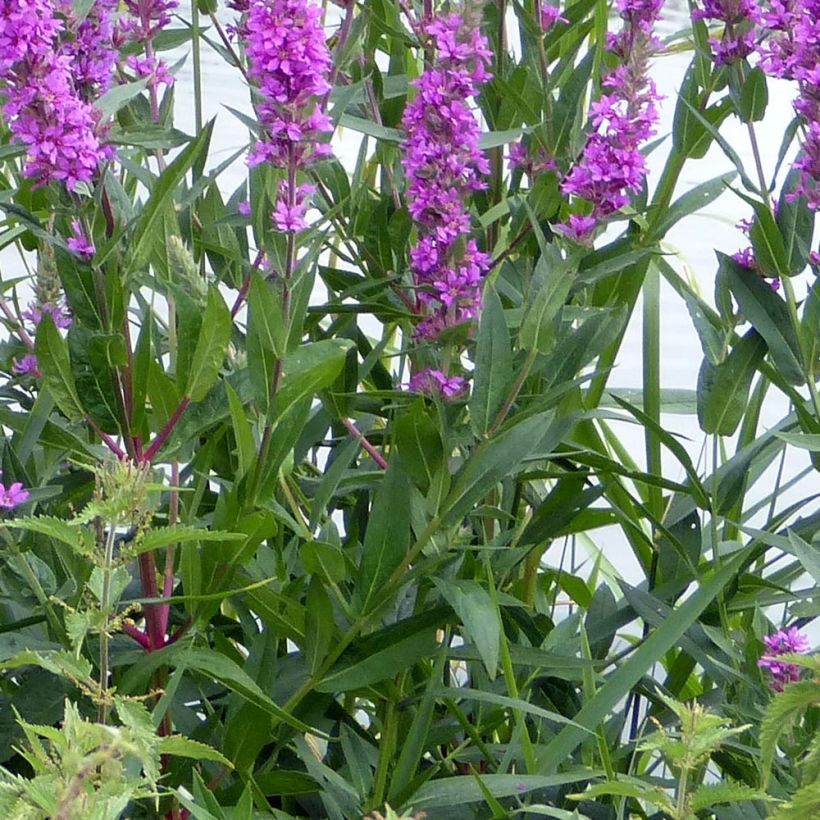 Lythrum salicaria The Beacon - Salicaire commune The Beacon  (Foliage)