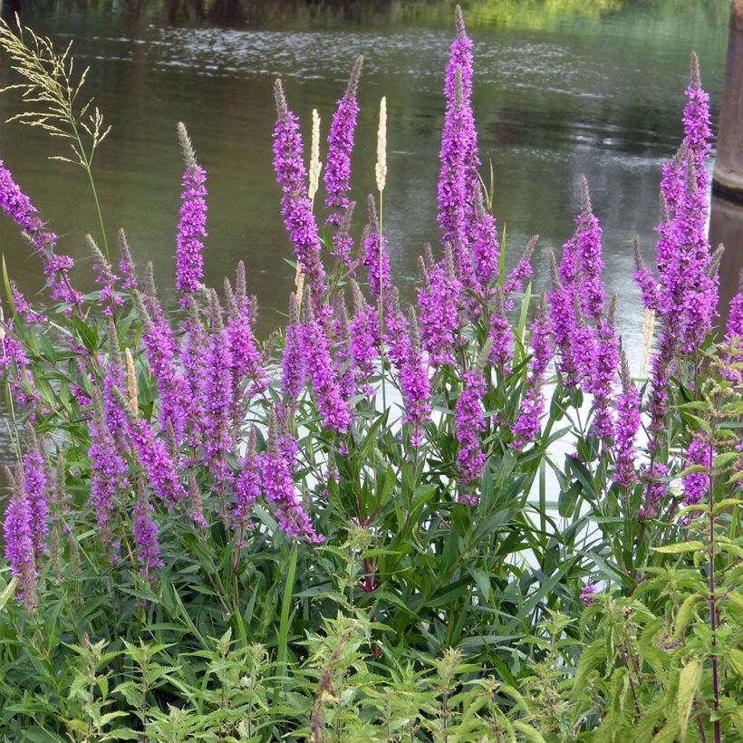 Lythrum salicaria The Beacon - Salicaire commune The Beacon  (Plant habit)
