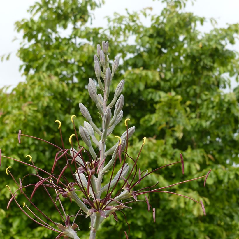 Mangave Chocolate Chips - Manfreda hybride (Flowering)