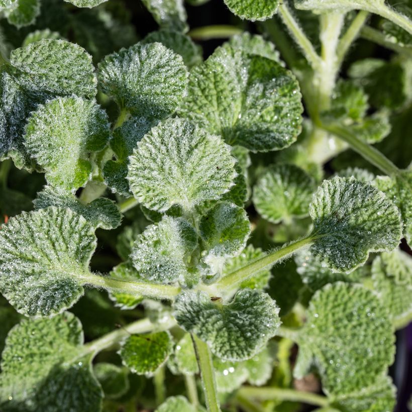 Marrubium supinum - Marrube couché (Foliage)