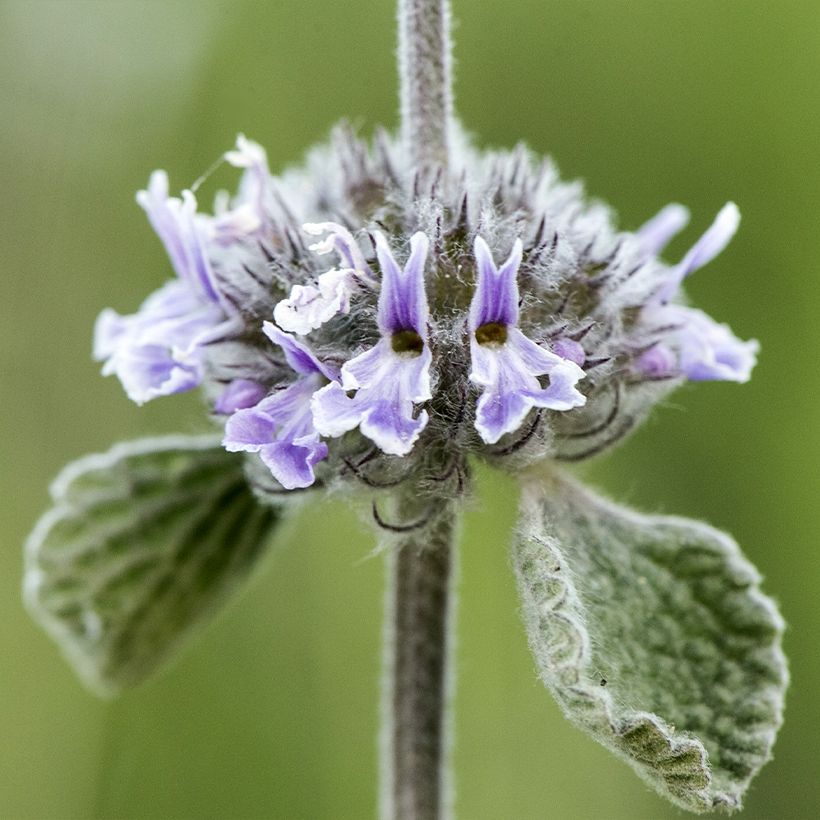 Marrubium supinum - Marrube couché (Flowering)