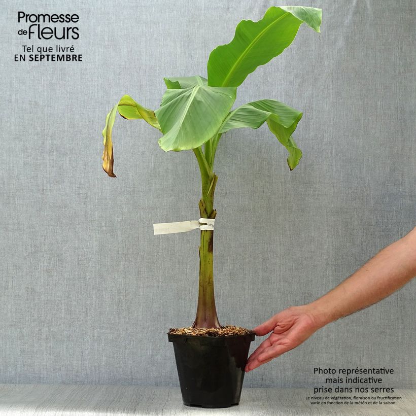 Example of Musa basjoo Dajiao - Bananier du Japon Pot de 4L/5L as you get in automne