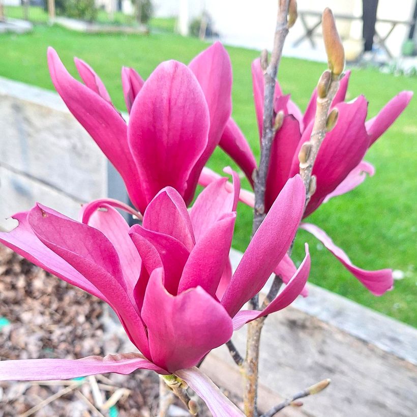 Magnolia Burgundy Star (Flowering)