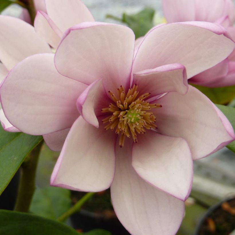 Magnolia Fairy Blush - Michelia hybride (Flowering)