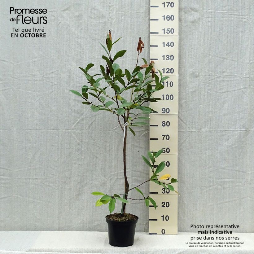 Example of Magnolia Fairy Cream - Magnolia hybride Pot de 3L/4L as you get in automne