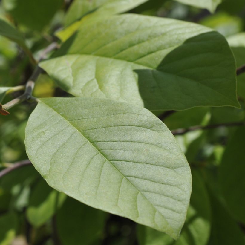 Magnolia Gold Star (Foliage)