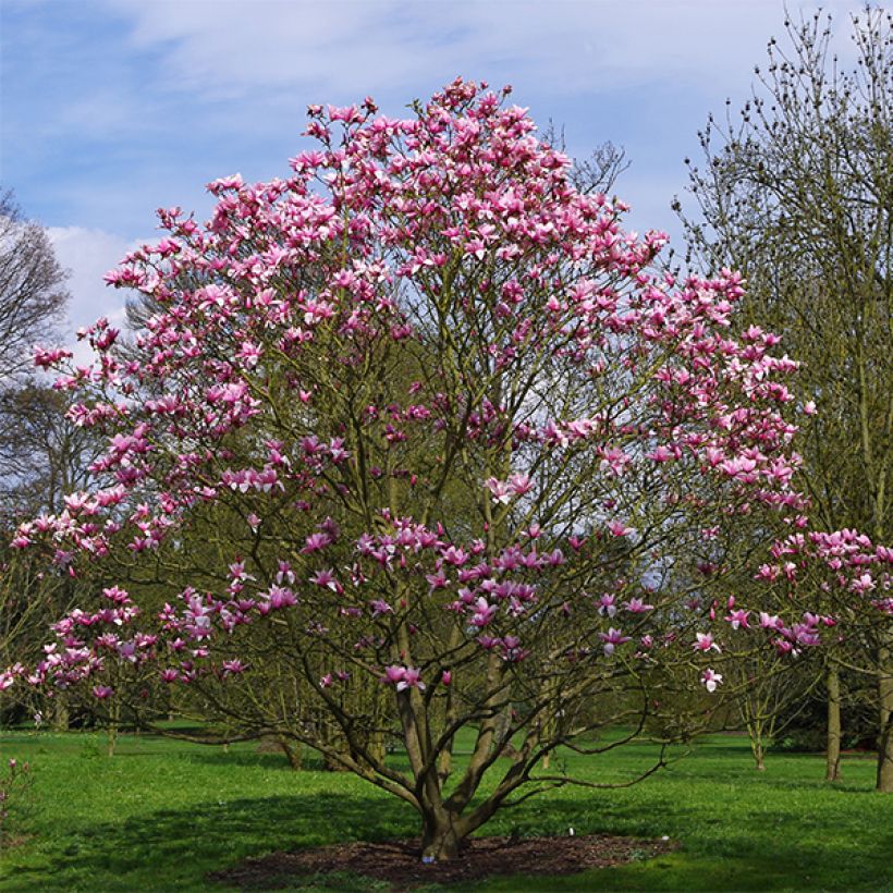 Magnolia Star Wars - Magnolia campbellii (x) liliiflora (Plant habit)