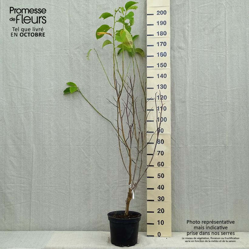 Example of Magnolia Star Wars - Magnolia campbellii (x) liliiflora Pot de 7,5L/10L as you get in automne