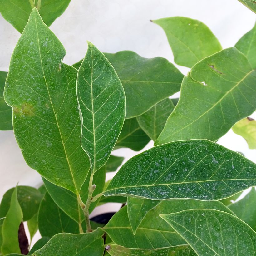 Magnolia Star Wars - Magnolia campbellii (x) liliiflora (Foliage)
