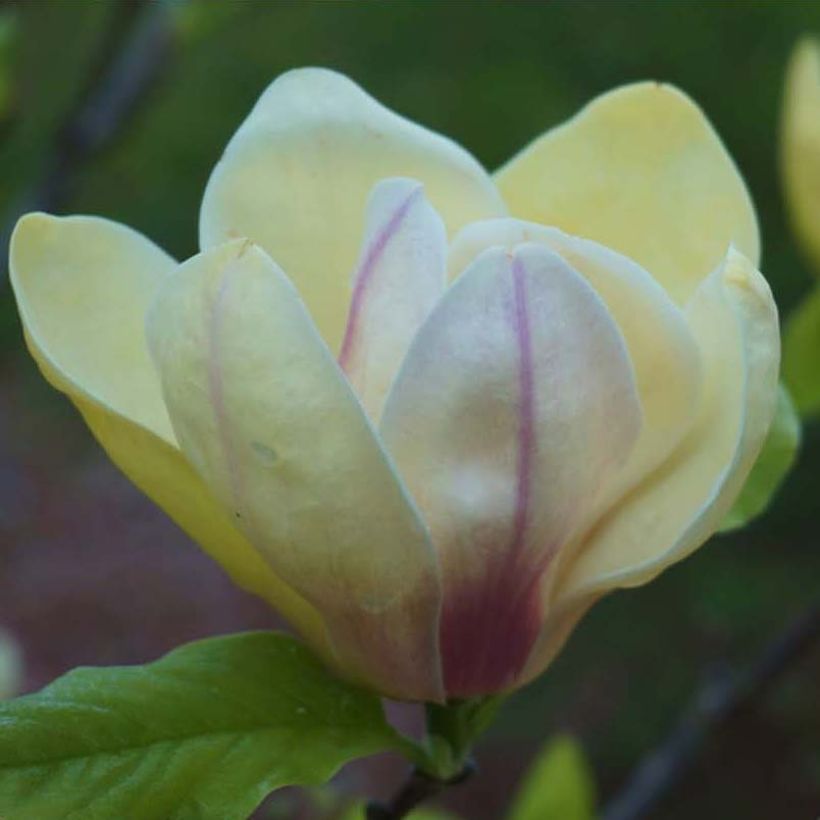 Magnolia Sunsation (Flowering)
