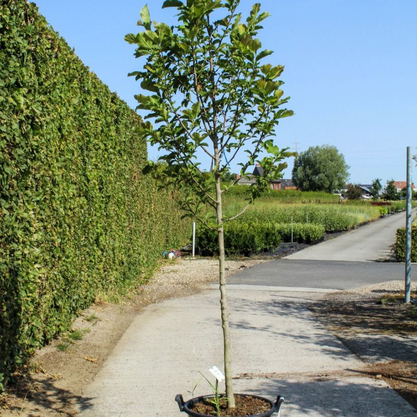 Example of Magnolia kobus - Magnolia de Kobe Pot de 50L/55L, Haute-Tige as you get in printemps