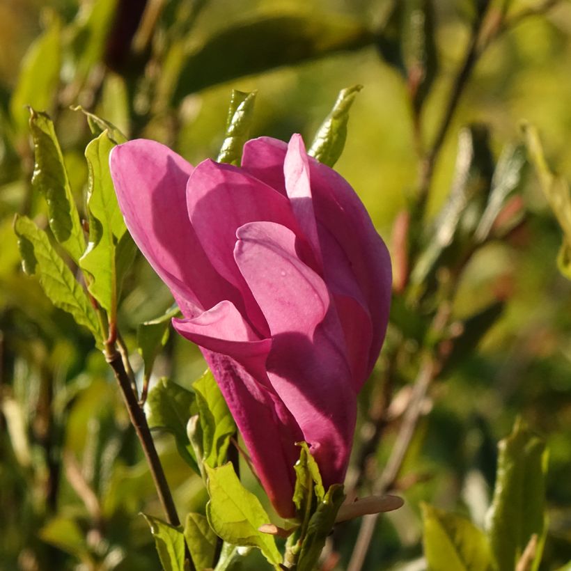 Magnolia liliflora Nigra (Flowering)