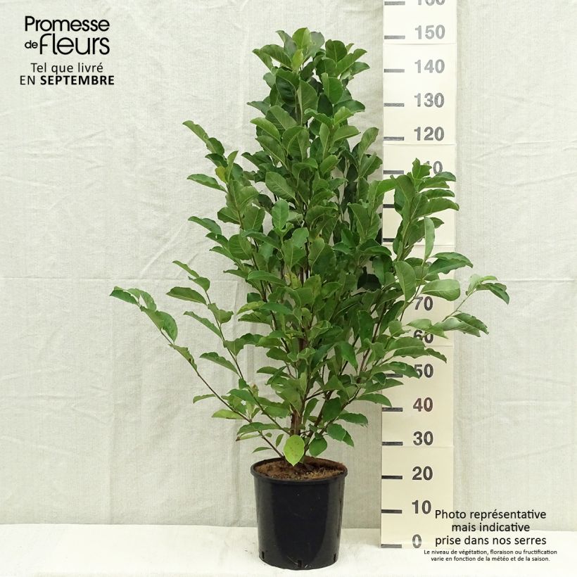 Example of Magnolia loebneri Merrill Pot de 7,5L/10L as you get in automne